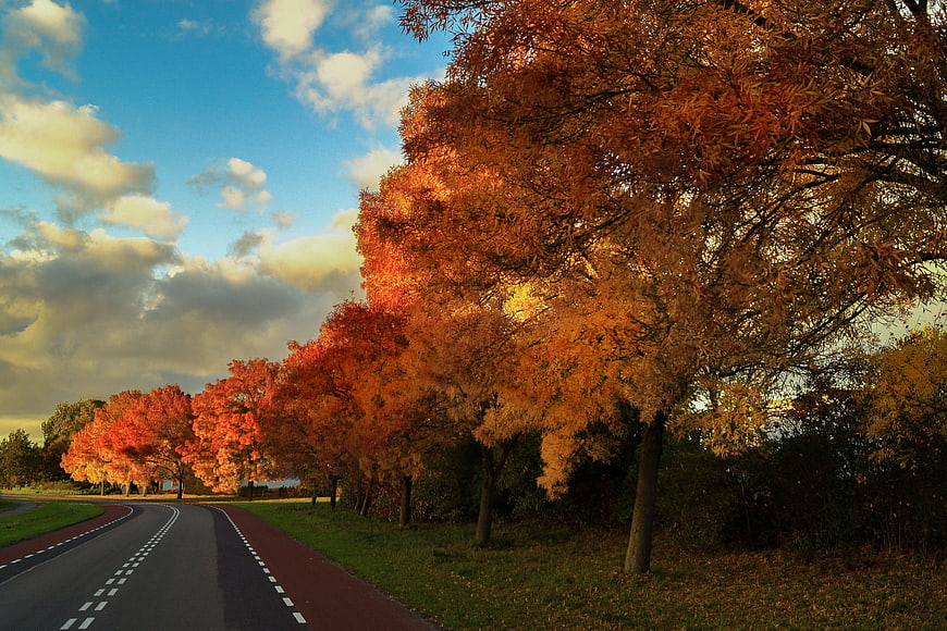 Scenic autumn road lined with vibrant orange and red trees