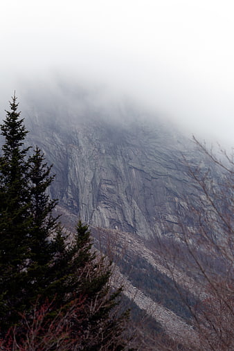 Misty mountain landscape with evergreen trees and fog