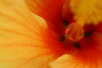 Abstract Macro of Vibrant Orange Hibiscus Flower Petals