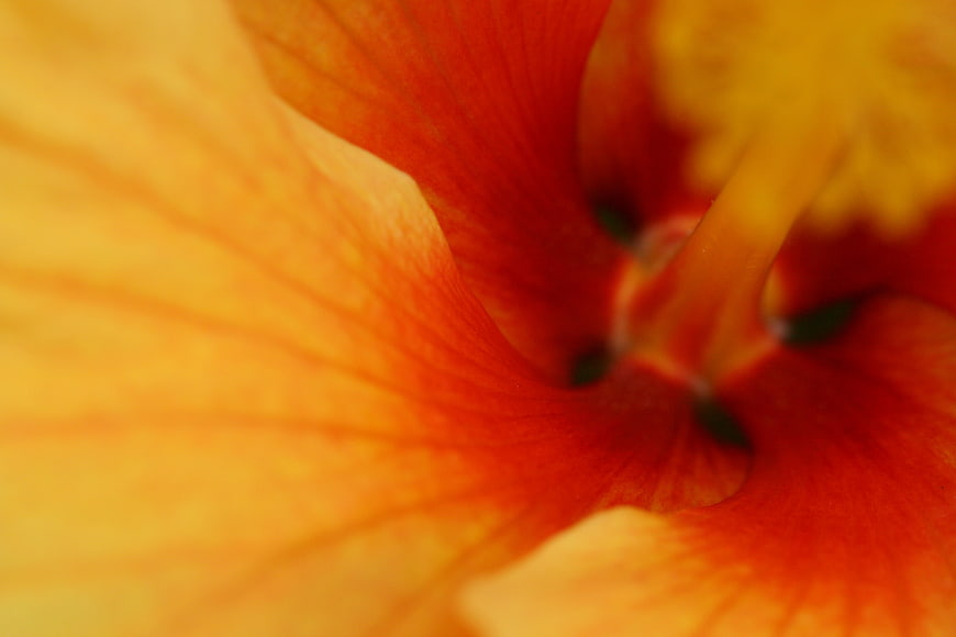 Abstract Macro of Vibrant Orange Hibiscus Flower Petals