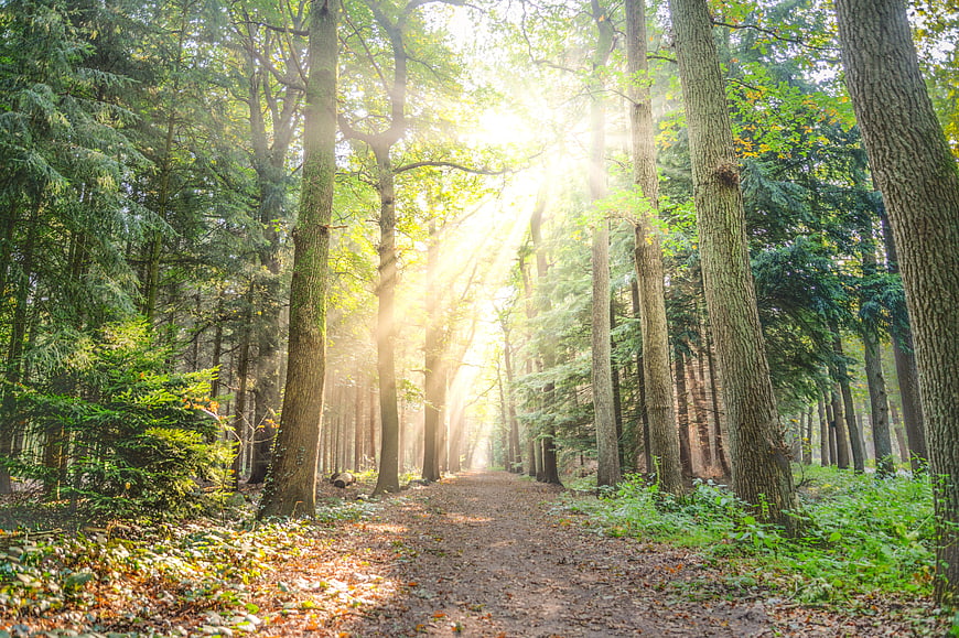 Sunlit Forest Pathway with Rays of Light Through Trees
