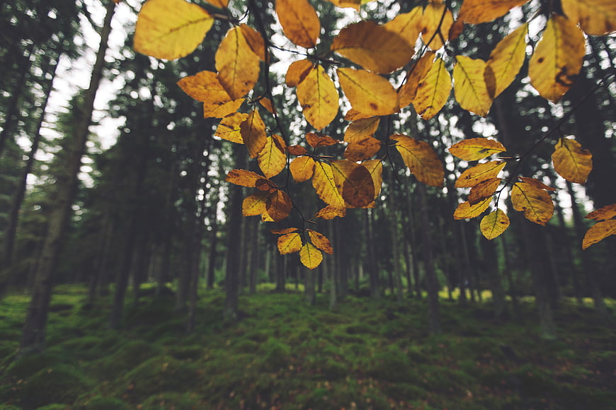 Yellow autumn leaves hanging in a blurred forest background