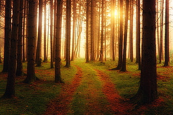 Sunlit Forest Path with Golden Hour Light