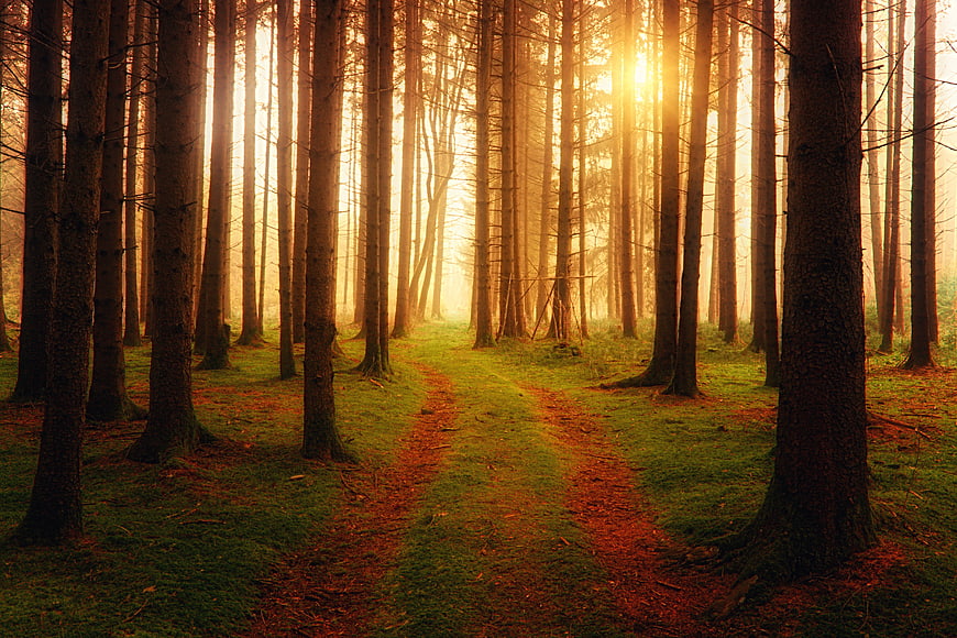 Sunlit Forest Path with Golden Hour Light