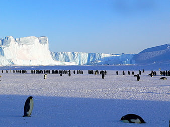 Emperor Penguins Colony on Antarctic Ice Shelf