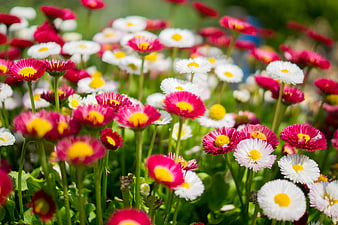 Vibrant Pink and White Strawflowers in a Garden