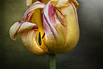 Vintage Oil Painting Style Yellow and Red Tulip Close Up