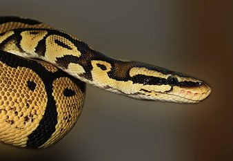 Close-up of a Ball Python with Intricate Scales