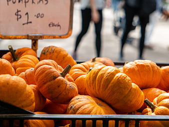 Fresh Orange Pumpkins for Sale at Autumn Market