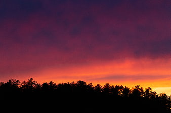 Vibrant purple and orange sunset sky over forest silhouette