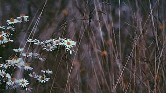 White Wildflowers Blooming in Dry Autumn Grass Field