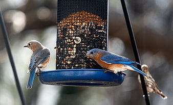 Eastern Bluebirds Feeding at Bird Feeder