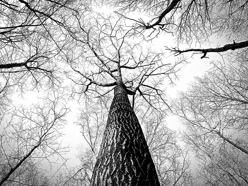 Black and white low angle view of tall tree trunk