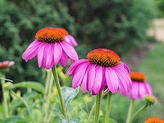Vibrant Pink Coneflowers in a Lush Green Garden