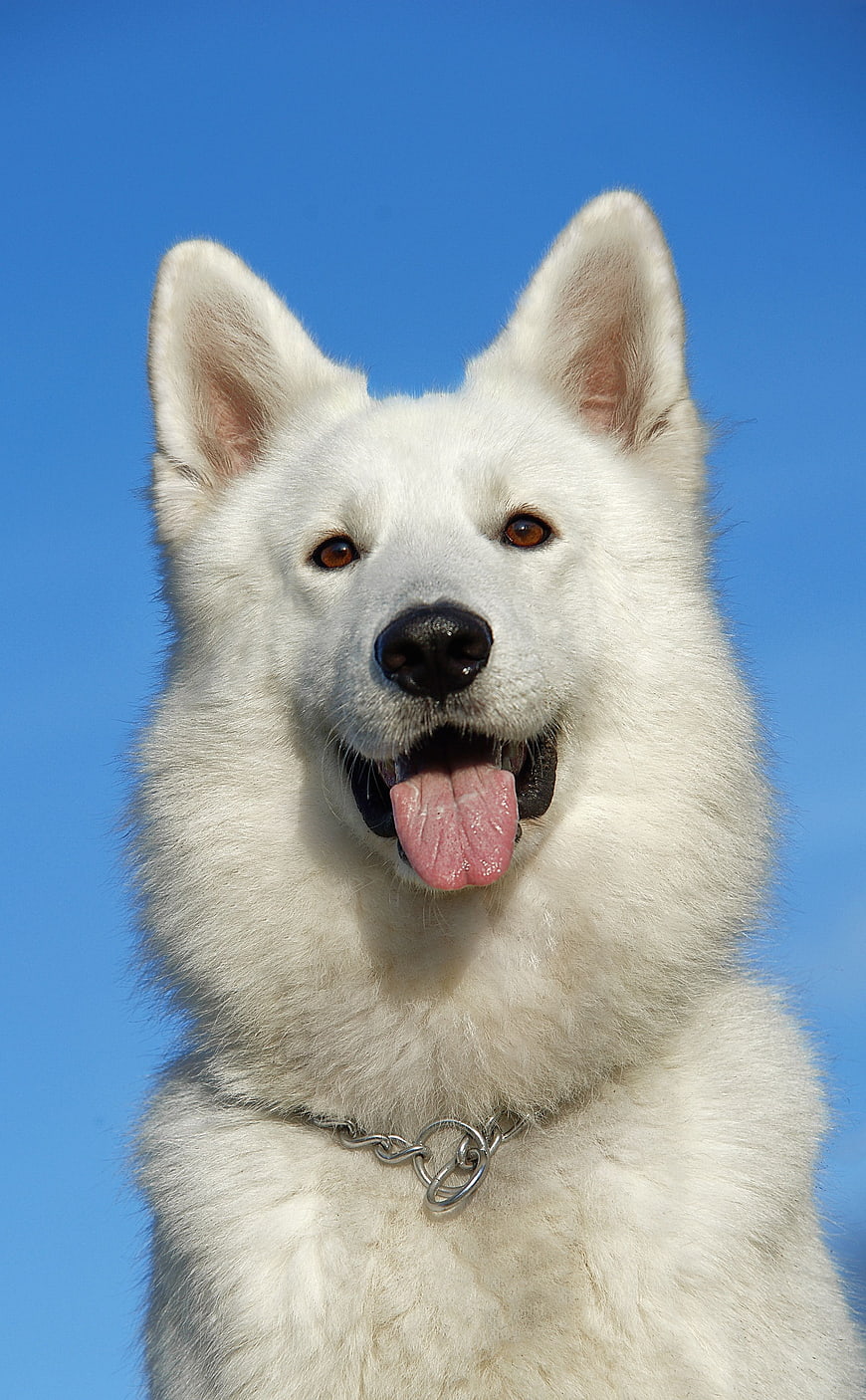Happy White Swiss Shepherd Dog Portrait Against Blue Sky