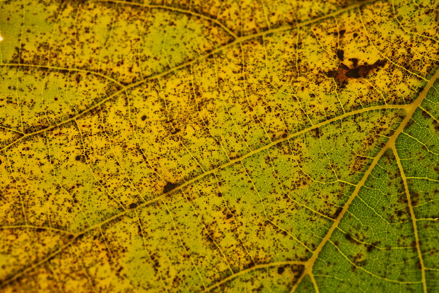 Macro Close-Up of Yellowing Autumn Leaf with Veins