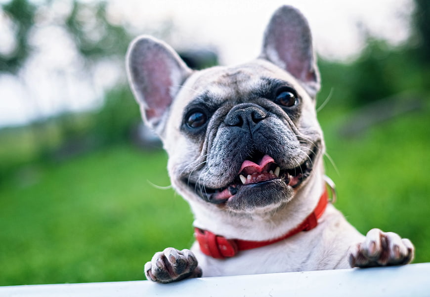 Happy French Bulldog with Red Collar Looking Over Fence