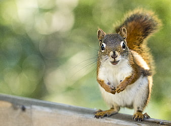 Cute squirrel standing on wooden fence with green bokeh background