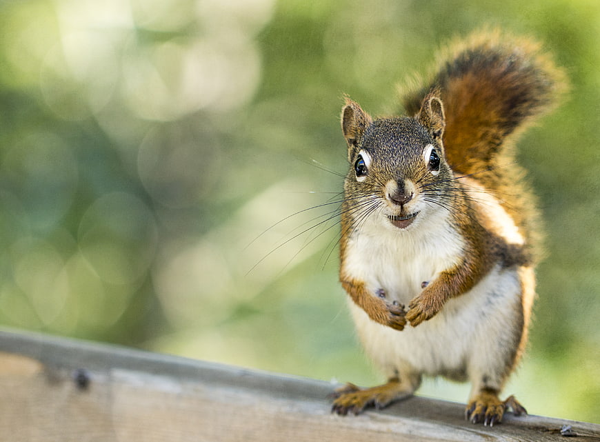 Cute squirrel standing on wooden fence with green bokeh background