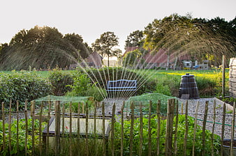 Sprinkler watering vegetable garden at golden hour