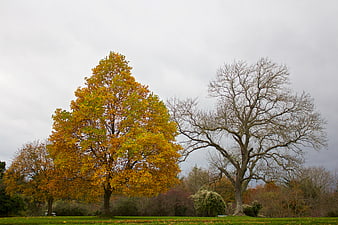 Autumn Trees in Park with Yellow Leaves and Overcast Sky