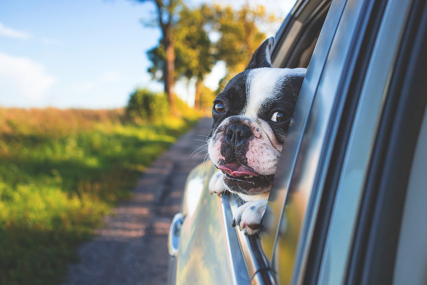 Happy Boston Terrier Dog Looking Out of Car Window