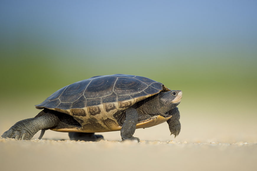 Side view of a turtle walking on sand with blurred background
