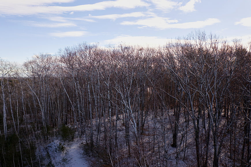 Winter Forest Landscape with Snow-Covered Trees and Blue Sky