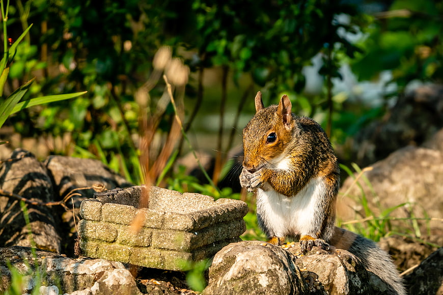 Cute squirrel eating nut on rock in garden