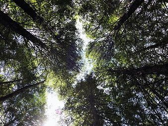 Low angle view of tall pine trees and green forest canopy