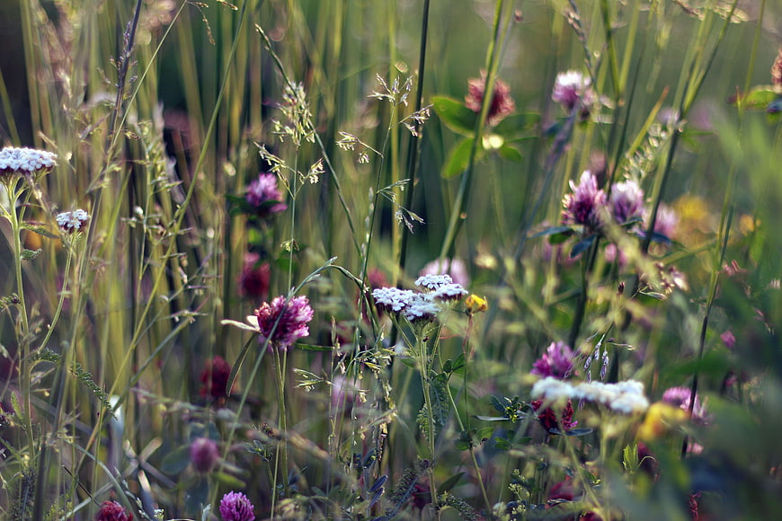 Wildflowers and grasses in a sunlit meadow