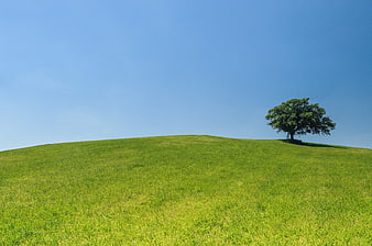 Lone tree on a vibrant green hill under blue sky