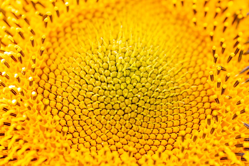 Macro Close-Up of Yellow Sunflower Center Texture
