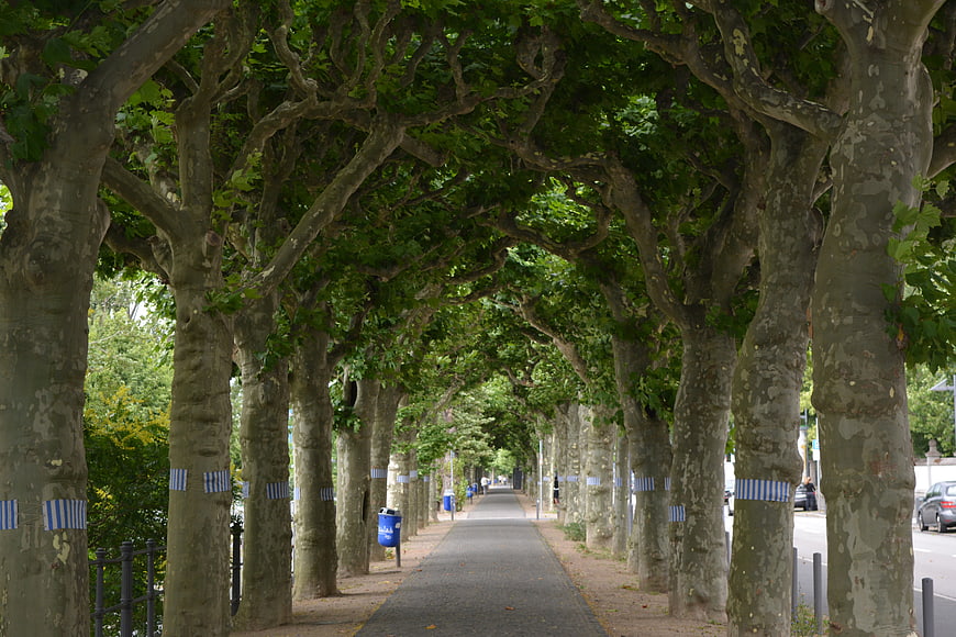 Shaded urban tree-lined avenue with blue striped bands