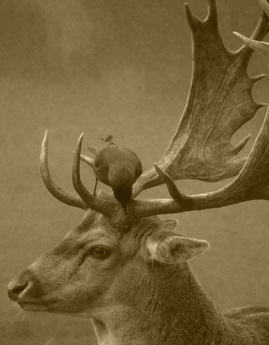 Sepia Portrait of Stag with Bird on Antlers