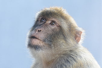Close-up portrait of a Barbary macaque looking up against blue sky