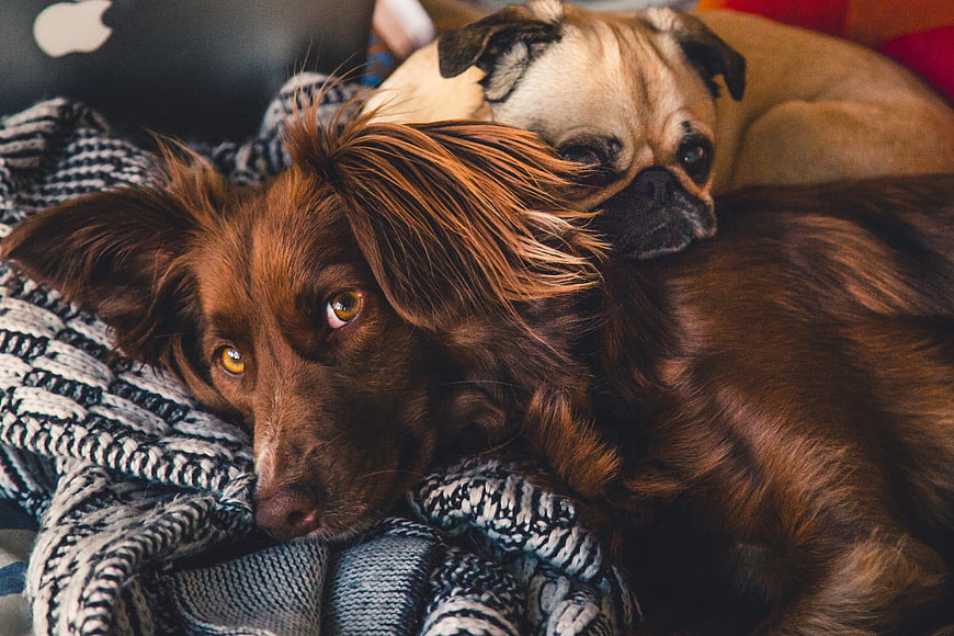 Two dogs cuddling on a cozy knitted blanket