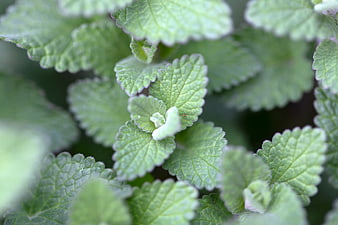Close-up of fresh green catnip leaves with detailed texture