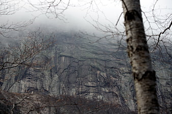 Misty mountain cliff face framed by bare birch tree branches