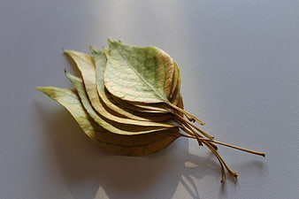 Stack of dried yellow autumn leaves on white background