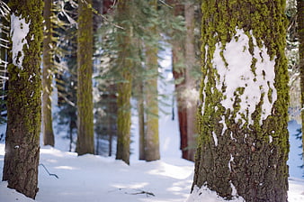 Mossy tree trunks with snow patches in a winter forest