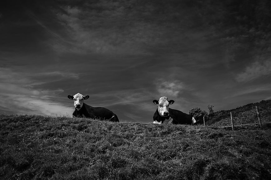 Two black and white cows resting on a grassy hill