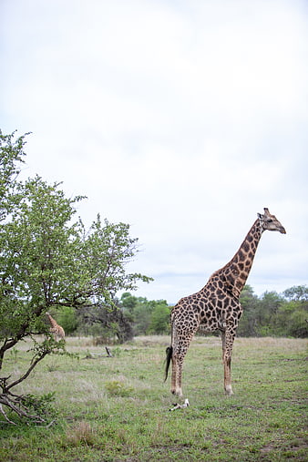 Giraffe Standing in African Savanna with Tree