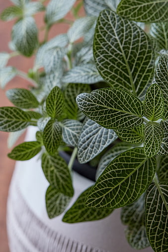Close-up of Nerve Plant Leaves with White Veins