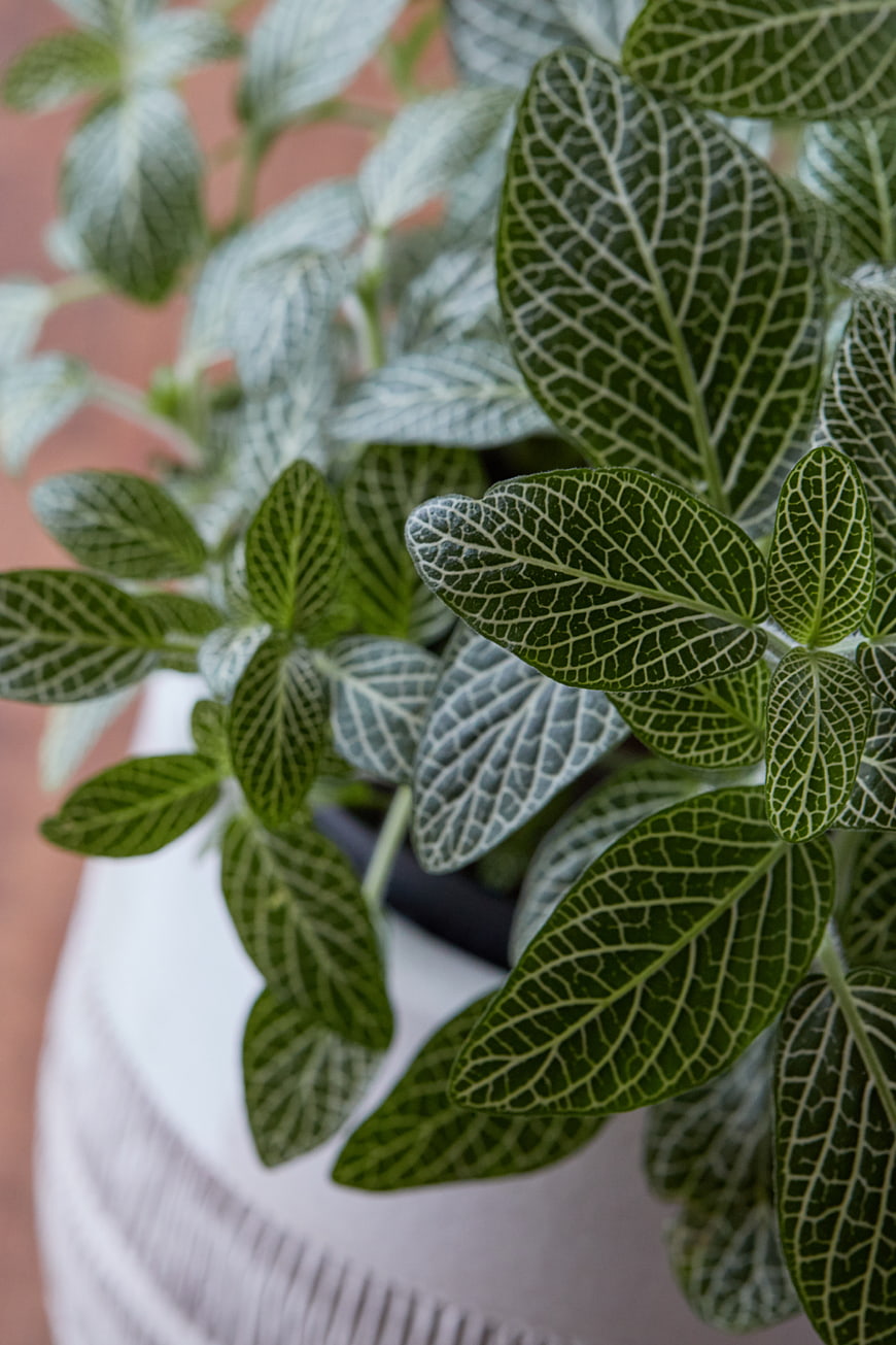 Close-up of Nerve Plant Leaves with White Veins