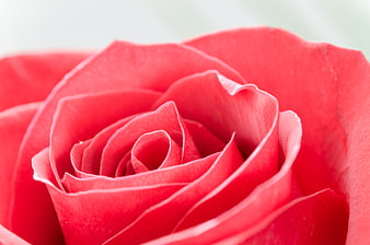 Close-up of vibrant red rose petals with soft background