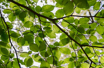 Sunlit Green Beech Leaves and Branches Against Sky