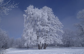 Frost-covered willow tree in a snowy winter park
