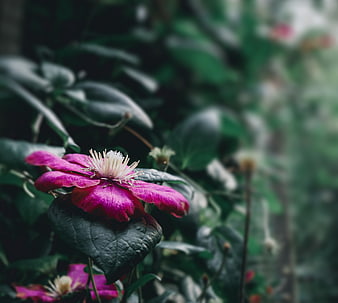 Close-up of vibrant pink clematis flower in garden