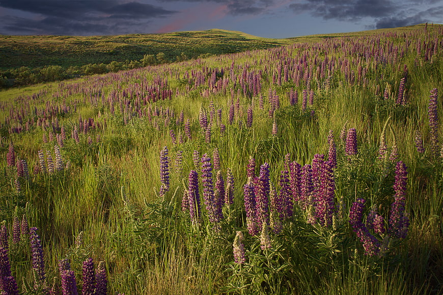 Vast field of purple lupine flowers on rolling green hills